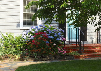 Flower Border of Hydrangea Plants at House Entrance