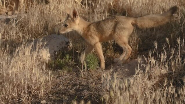 Slow motion video of a Kit Fox cub as it explores the area around it's den looking in all directions and then jumping over a patch of brown dry grass.