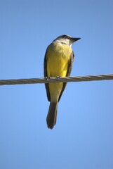 La variedad de aves es impresionante,desde las aves marinas como pelicanos,gaviotas y fragatas hasta guacamayas,gallinas,pajaros de varios tipos.