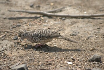 La variedad de aves es impresionante,desde las aves marinas como pelicanos,gaviotas y fragatas hasta guacamayas,gallinas,pajaros de varios tipos.