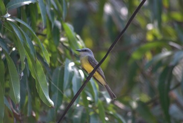 La variedad de aves es impresionante,desde las aves marinas como pelicanos,gaviotas y fragatas hasta guacamayas,gallinas,pajaros de varios tipos.