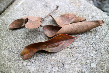 The dry brown leaves of the rambutan tree fell on the paving road