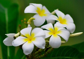 Gran cantidad de flores silvestres,engalanan el paisaje y llenan de dulces aromas el ambiente.