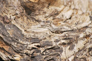 Fondos y texturas,basta mirar a nuestro alrededor y podemos encontrar imagenes que solo un ojo...