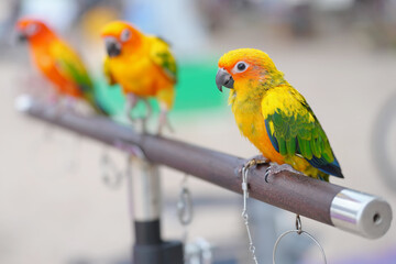 SunConure parrot standing on a perch.