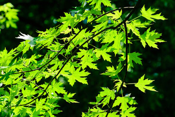Maple leaves sunlit by the early morning sun
