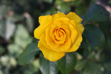  Blooming bright yellow rose in the garden