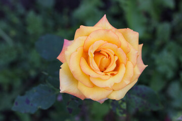 Blooming yellow hybrid tea rose