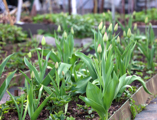 Tulips in the spring garden