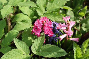  Spring Duet: Vibrant hyacinths, pink and purple, bloom among the green foliage