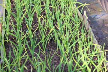  Spring shoots of garlic in the garden