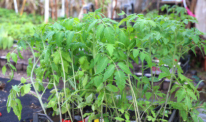  Young tomato plants in the greenhouse