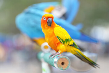 SunConure parrot standing on a perch.