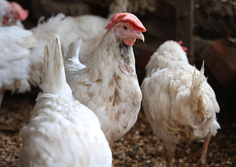 White on White. The contrast of the white plumage of chickens and light bedding creates a harmonious color scheme in this photograph