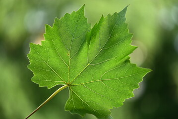 close up of green leaf