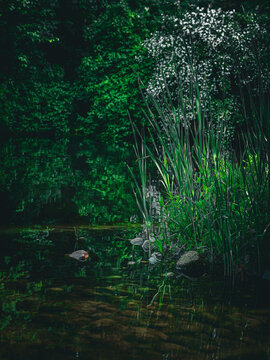 beautiful landscape with water reflection