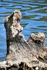 Fondos y texturas,basta mirar a nuestro alrededor y podemos encontrar imagenes que solo un ojo...