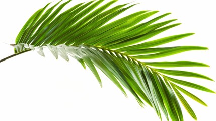 Obraz premium Coconut palm leave png file, white background 