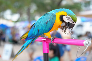 Blue gold macaw parrot standing on a perch.