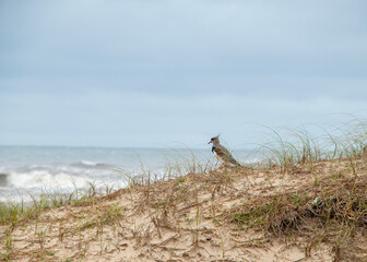 Pássaro “Quero quero”, símbolo de Porto Alegre na praia.