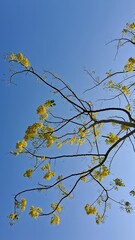 autumn leaves against blue sky, beautiful yellow flowers, asthetic 