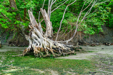 Large Driftwood Tree Stump 3