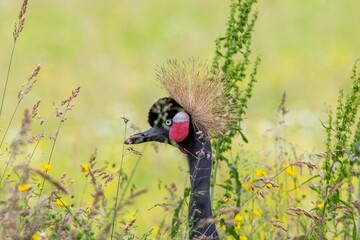 Naklejka premium Jeu de cache cache d'une grue 