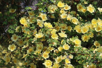 Sweden. Rosa 'Harison's Yellow', also known as R. × harisonii, the Oregon Trail Rose or the Yellow...