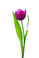 Purple tulip isolated on transparent background png file