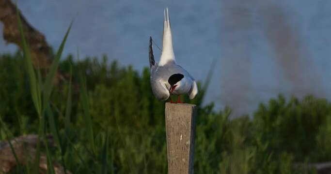 Common tern perched, (Sterna hirundo) The Camargue, France