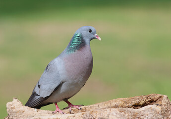 Stock dove