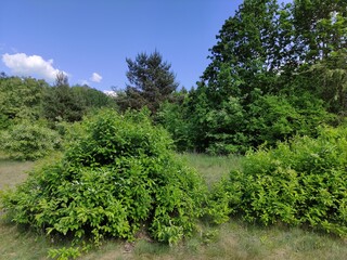 Wind shakes the trees in the summer forest