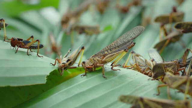 Grasshoppers (Locust, Patanga) eating green grass.