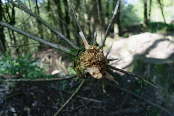 Broken tree branch with moss in forest
