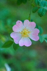 Fototapeta premium pink and white flower