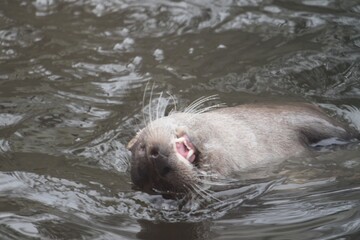 A gray otter with a long mustache, sharp teeth and a cute nose swims in the water