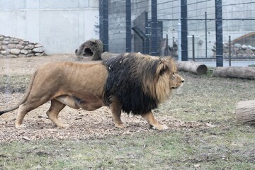 Fototapeta premium A male lion with a black mane carefully moves around his territory