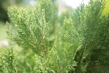 Oriental Arborvitae leaves close up