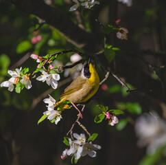 Common Yellowthroat