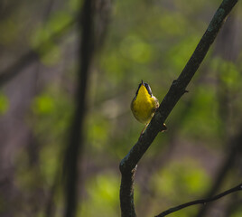 Common Yellowthroat