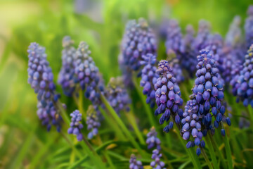 Fototapeta premium Violet Muscari flowers on natural green background with soft focus