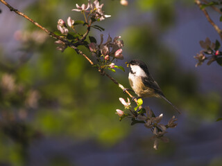 Black-capped Chickadee with an inchworm
