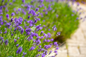 Butterflies on spring lavender flowers under sunlight. Beautiful landscape of nature with a panoramic view. Hi spring. long banner