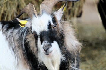 A spotted goat with long hair, big horns and beautiful eyes