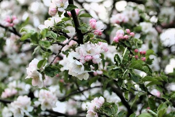 apple blossoms in spring white flowers and pink buds with branches and green leaves