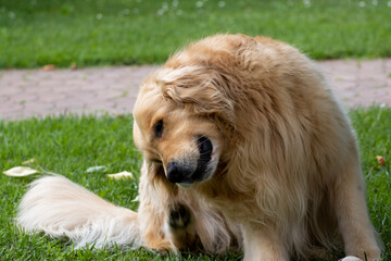Fototapeta premium The Golden Retriever grooms himself and bites his brown fur. Purebred dog relaxing in the home garden. 