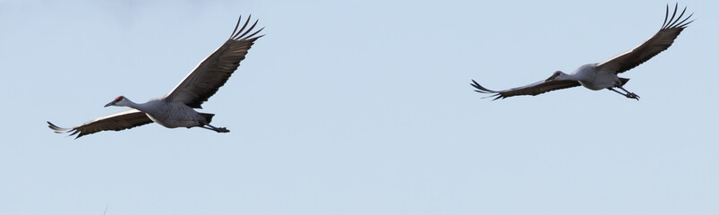 Sandhill Crains flying in the sky,
