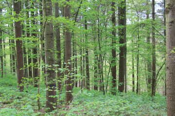 Blick in den Wald