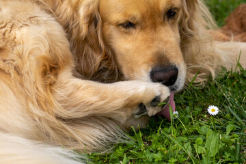 Gorgeous specimen of golden retriever dog. Relaxed in the garden he is cleaning a paw with his...