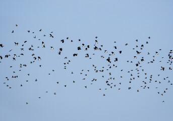 lapwings and starlings in flight, big flock of birds in the sky